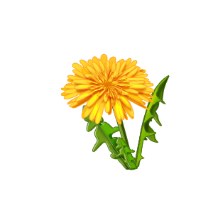 Dandelion PNG-12880